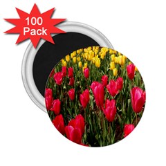 Yellow Pink Red Flowers 2 25  Magnets (100 Pack) 