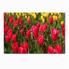 Yellow Pink Red Flowers Postcards 5  X 7  (pkg Of 10)