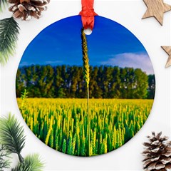 Different Grain Growth Field Ornament (round) by Ravend