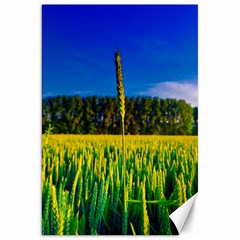 Different Grain Growth Field Canvas 20  X 30  by Ravend