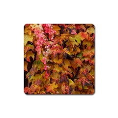 Red and Yellow Ivy  Square Magnet