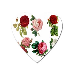 Roses-white Heart Magnet by nateshop