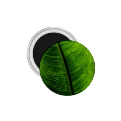 Green-leaf-plant-freshness-color 1 75  Magnets by Bedest