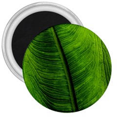 Green-leaf-plant-freshness-color 3  Magnets by Bedest