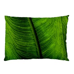 Green-leaf-plant-freshness-color Pillow Case by Bedest