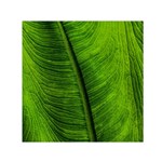 Green-leaf-plant-freshness-color Square Satin Scarf (30  x 30 ) Front