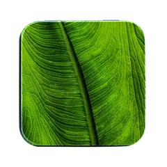 Green-leaf-plant-freshness-color Square Metal Box (black)