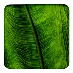 Green-leaf-plant-freshness-color Square Glass Fridge Magnet (4 Pack) by Bedest