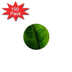 Green-leaf-plant-freshness-color 1  Mini Magnets (100 Pack)  by Bedest