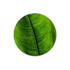 Green-leaf-plant-freshness-color Magnet 3  (round) by Bedest