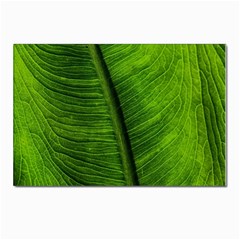 Green-leaf-plant-freshness-color Postcards 5  X 7  (pkg Of 10) by Bedest