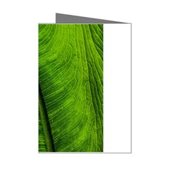 Green-leaf-plant-freshness-color Mini Greeting Cards (pkg Of 8) by Bedest