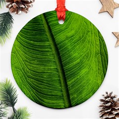 Green-leaf-plant-freshness-color Round Ornament (two Sides) by Bedest