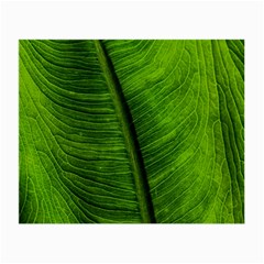 Green-leaf-plant-freshness-color Small Glasses Cloth (2 Sides) by Bedest