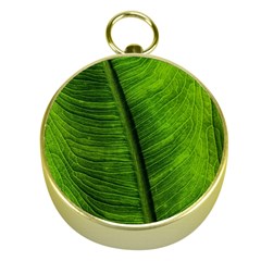 Green-leaf-plant-freshness-color Gold Compasses by Bedest