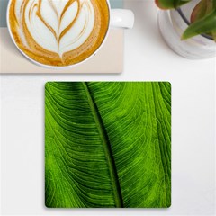 Green-leaf-plant-freshness-color Uv Print Square Tile Coaster  by Bedest