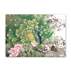 Peafowl Peacock Feather-beautiful Sticker A4 (100 Pack) by Cowasu