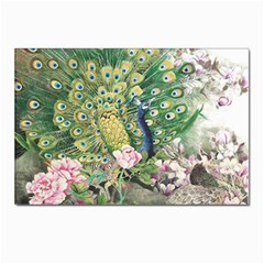 Peafowl Peacock Feather-beautiful Postcard 4 x 6  (pkg Of 10) by Cowasu