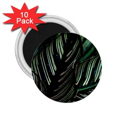 Calathea Leaves Strippe Line 2 25  Magnets (10 Pack)  by Ravend