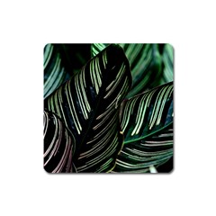 Calathea Leaves Strippe Line Square Magnet by Ravend