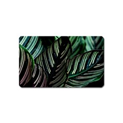 Calathea Leaves Strippe Line Magnet (name Card) by Ravend