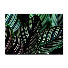 Calathea Leaves Strippe Line Sticker A4 (10 Pack) by Ravend