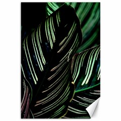 Calathea Leaves Strippe Line Canvas 12  X 18  by Ravend