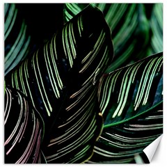 Calathea Leaves Strippe Line Canvas 16  X 16  by Ravend