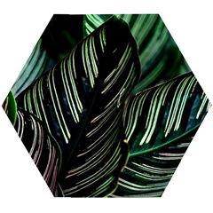 Calathea Leaves Strippe Line Wooden Puzzle Hexagon by Ravend