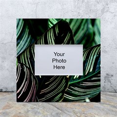 Calathea Leaves Strippe Line White Box Photo Frame 4  X 6  by Ravend