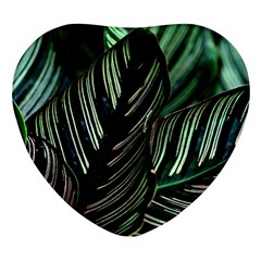 Calathea Leaves Strippe Line Heart Glass Fridge Magnet (4 Pack) by Ravend