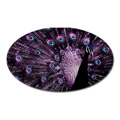 Purple Peacock Oval Magnet