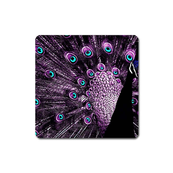 Purple Peacock Square Magnet