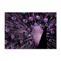 Purple Peacock Sticker A4 (10 Pack)