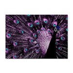 Purple Peacock Sticker A4 (10 pack) Front