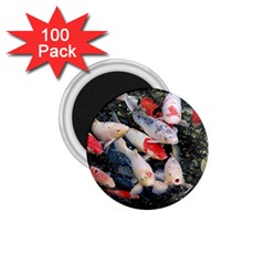 Koi Fish Nature 1 75  Magnets (100 Pack)  by Ndabl3x