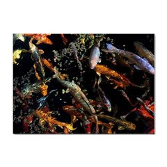 Shoal Of Koi Fish Water Underwater Sticker A4 (10 Pack) by Ndabl3x