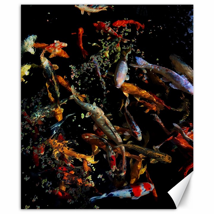 Shoal Of Koi Fish Water Underwater Canvas 8  x 10 