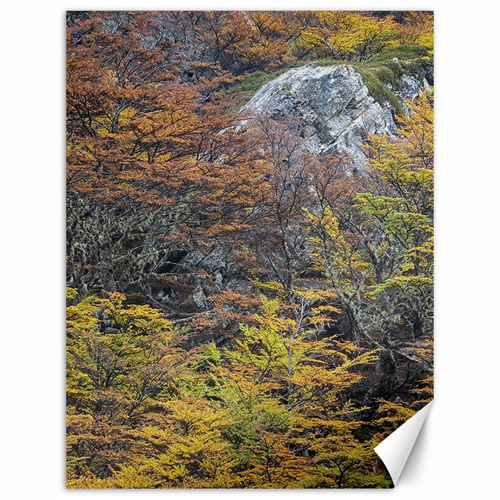 Wilderness Palette, Tierra Del Fuego Forest Landscape, Argentina Canvas 12  x 16 