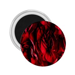 Followers,maroon,rose,roses 2 25  Magnets