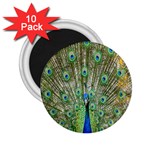 Peacock,army 1 2.25  Magnets (10 pack)  Front