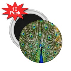 Peacock,army 1 2 25  Magnets (10 Pack)  by nateshop