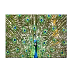 Peacock,army 1 Sticker A4 (10 Pack) by nateshop