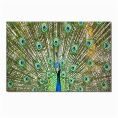 Peacock,army 1 Postcard 4 x 6  (pkg Of 10) by nateshop