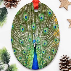 Peacock,army 1 Oval Ornament (two Sides) by nateshop