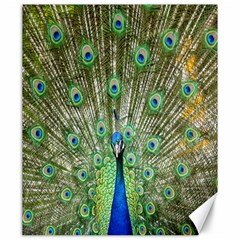 Peacock,army 1 Canvas 20  X 24  by nateshop