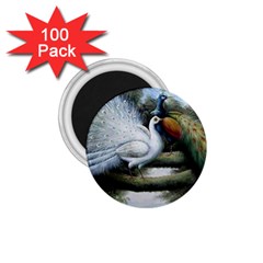 Canvas Oil Painting Two Peacock 1 75  Magnets (100 Pack)  by Grandong