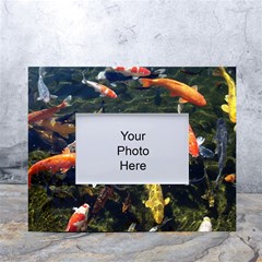 Koi Pond 3d Fish White Tabletop Photo Frame 4 x6 