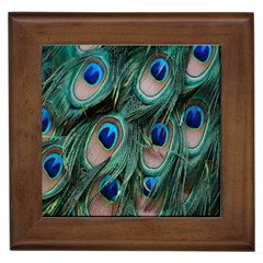 Peacock-feathers,blue2 Framed Tile by nateshop