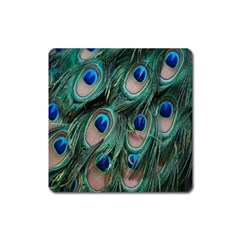 Peacock-feathers,blue2 Square Magnet by nateshop